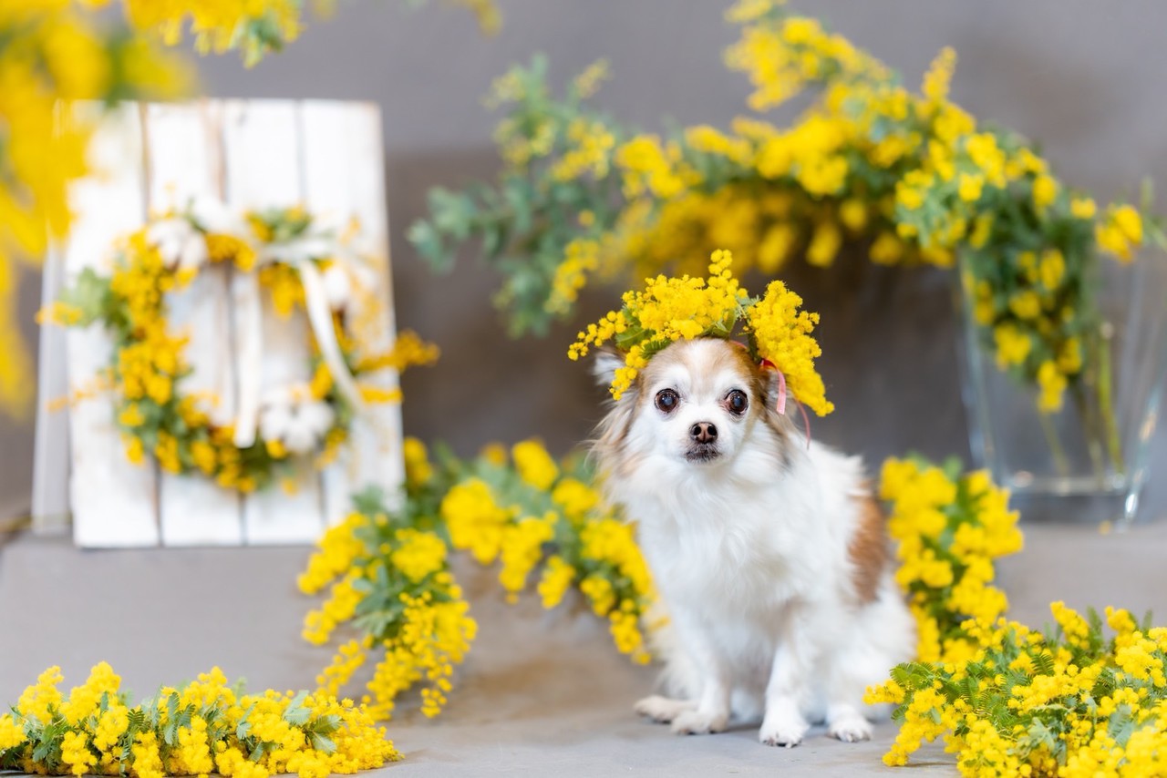 わんちゃんの撮影会ミモザ編🐶