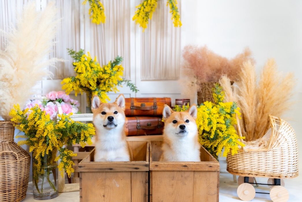 さとう生花店看板犬🐕